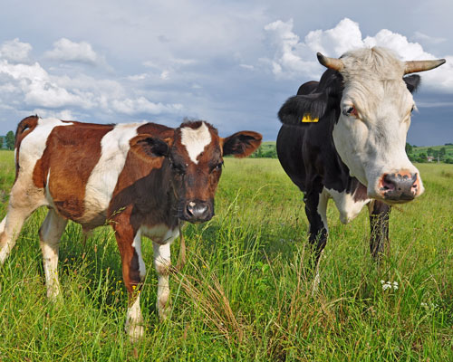 Soins et traitement des rongeurs, petits animaux et NAC