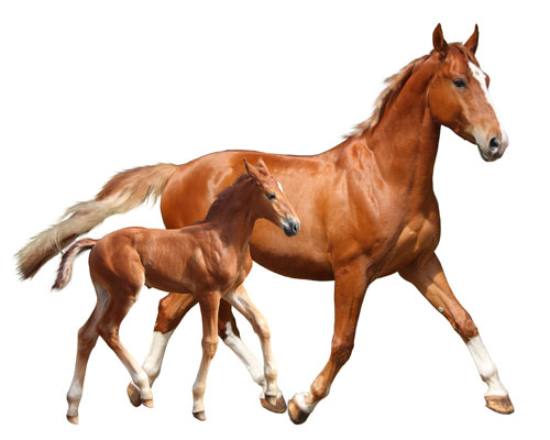 Soins et traitement des rongeurs, petits animaux et NAC