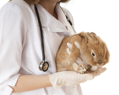 Soins et traitement des rongeurs, petits animaux et NAC